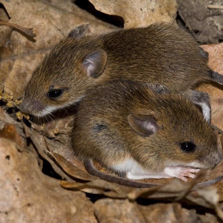 Уничтожения мышей в частном доме в Махачкале?