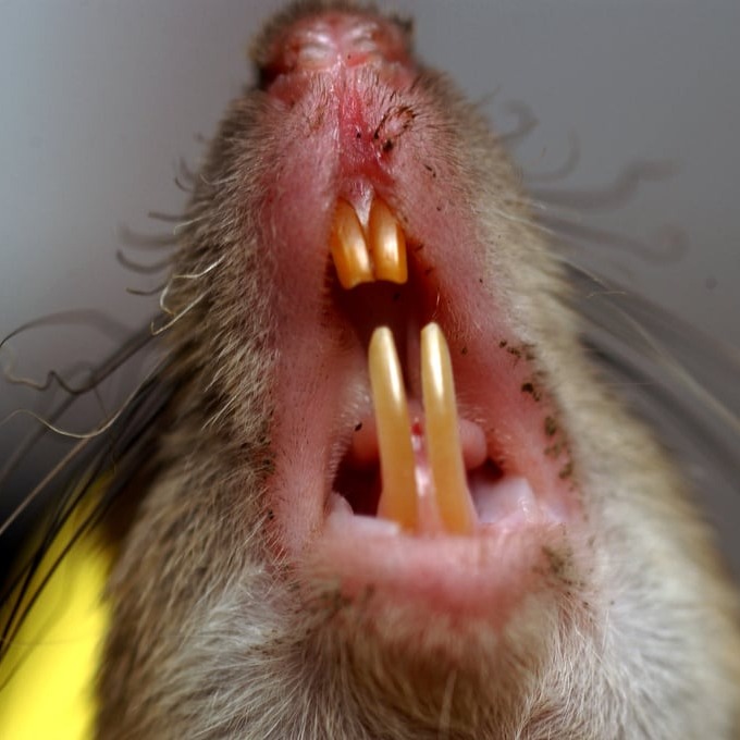 Дератизация крыс в Махачкале?